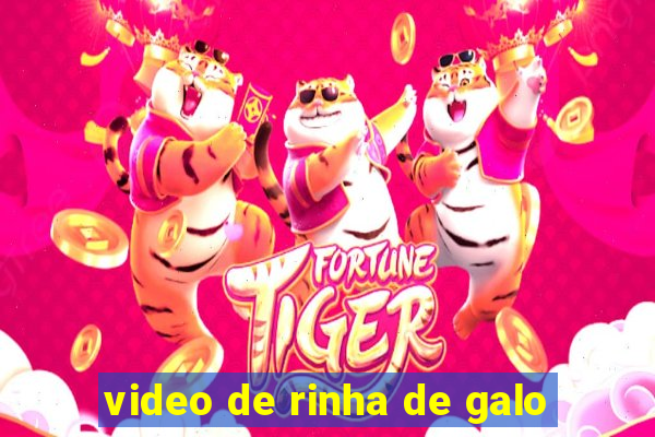 video de rinha de galo